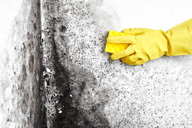 Best Certified Mold Removal  in Baileys Crossroads, VA