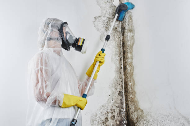 Best Attic Mold Removal  in Baileys Crossroads, VA