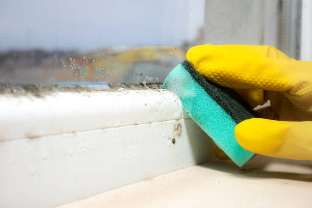 Best Mold Testing and Removal  in Baileys Crossroads, VA