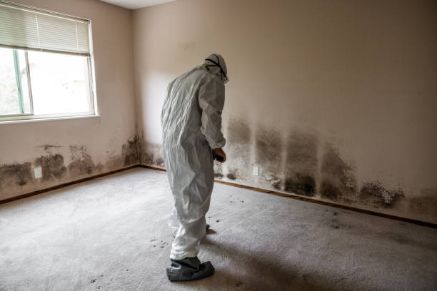 Best Residential Mold Removal  in Baileys Crossroads, VA