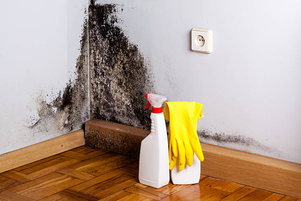 Best Same-Day Mold Removal  in Baileys Crossroads, VA