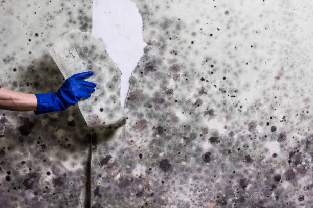 Best Mold Remediation Services  in Baileys Crossroads, VA
